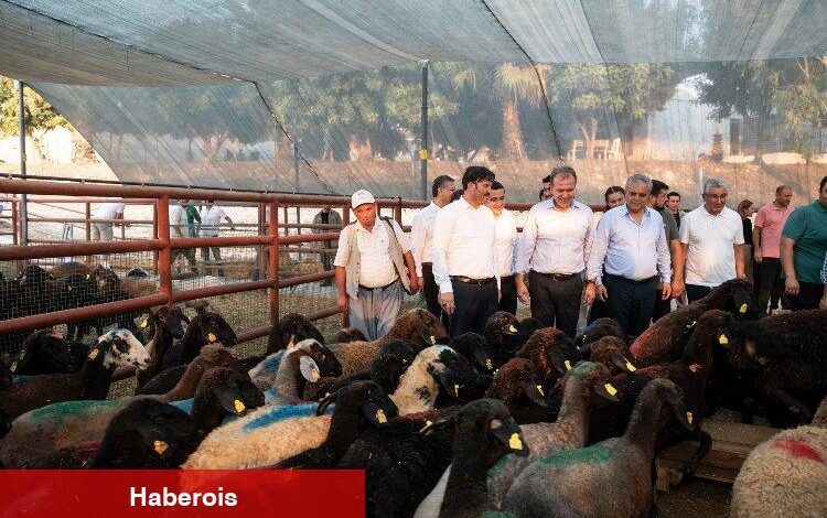 Üreticilere küçükbaş hayvan hibesi - Haberois Üreticilere küçükbaş hayvan hibesi