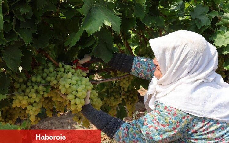 Yaş üzümde 200 milyon dolar aşılacak - Haberois Yaş üzümde 200 milyon dolar aşılacak