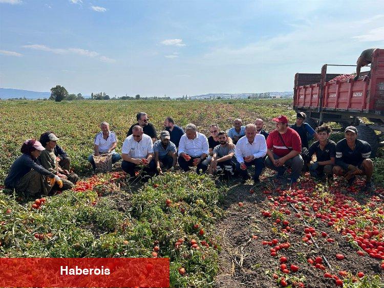 AK Partili Canbey domates hasadında