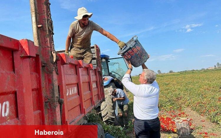 AK Partili Canbey domates hasadında - Haberois AK Partili Canbey domates hasadında
