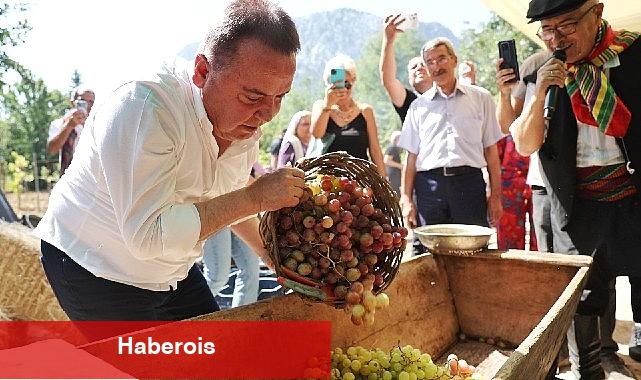 Antalya Gastronomi Festivali'nin İkinci Gününde Mor Üzüm Hasadı - Haberois Antalya Gastronomi Festivali'nin İkinci Gününde Mor Üzüm Hasadı