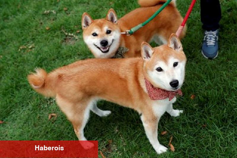 Bir SHIB balinası 38 milyon dolar aktardı, Shibarium 600 bin cüzdanı aştı
