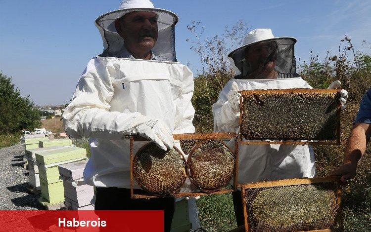 Büyükçekmece’de ilk bal hasadı gerçekleşti - Haberois Büyükçekmece’de ilk bal hasadı gerçekleşti