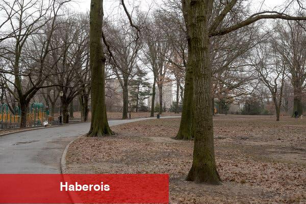 Brooklyn'de Park Alanında Kaykay Yapımı İçin Mücadele - Haberois Brooklyn'de Park Alanında Kaykay Yapımı İçin Mücadele