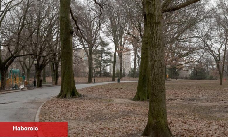 Brooklyn'de Park Alanında Kaykay Yapımı İçin Mücadele - Haberois Brooklyn'de Park Alanında Kaykay Yapımı İçin Mücadele