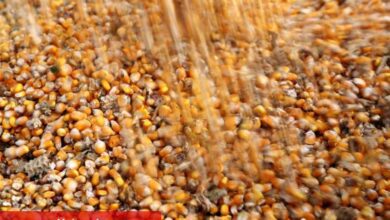 Brezilya soya ve mısır tahminleri hava koşulları nedeniyle farklılaşıyor