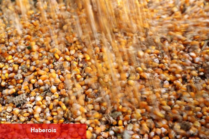 Brezilya soya ve mısır tahminleri hava koşulları nedeniyle farklılaşıyor