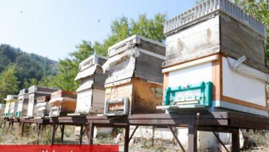 Bursa İnegöl arıcılık ve balda da marka olacak... Karaçalı'na coğrafi işaret alınacak
