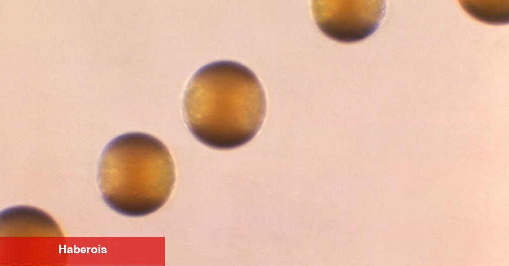 CDC, Menenjite Neden Olan Bakterilerin Yeniden Yayıldığı Uyarısında Bulundu