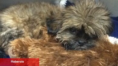 Hasta ve Yaralı Köpek Yavruları Satan Pet Shop, 200'e Yakın Müşterinin Parasını Geri Alacak