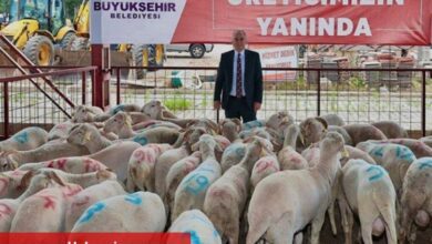 Hayvan üreticilerine büyük destek