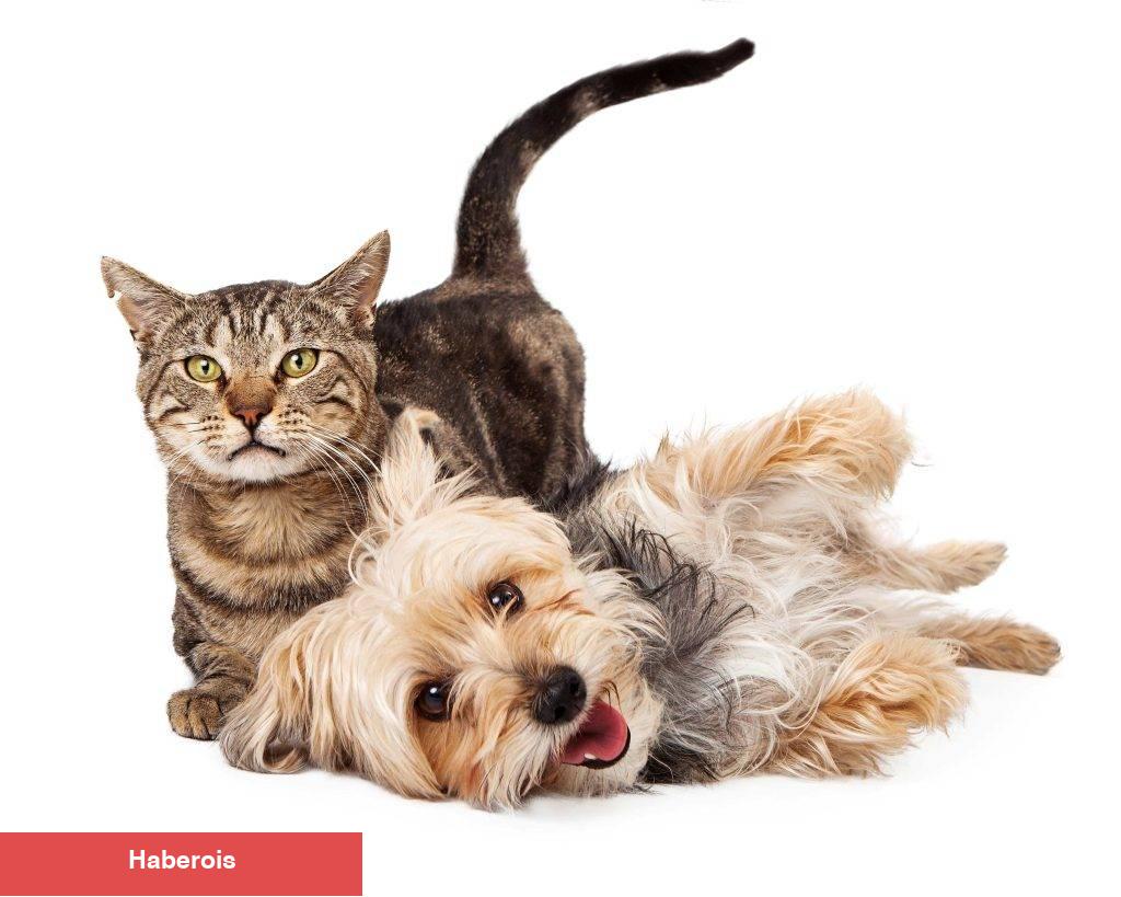 Kedi ve Köpeklerde Kısırlaştırma Neden Önemli ?