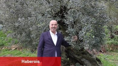 Mudanya Belediyesi'nden Tirilye Zeytini İçin Coğrafi İşaret Başvurusu 
