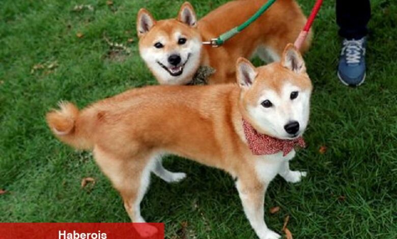 Shiba’nın fiyatı Coinbase’de yüzde 50 düşüş yaşadı - Haberois Shiba’nın fiyatı Coinbase’de yüzde 50 düşüş yaşadı