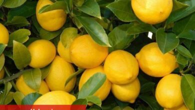 Üretici-market farkı en çok limonda! 3,5 liralık limon 17 liraya satıldı