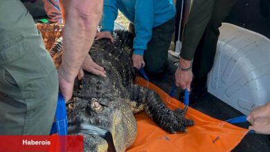 Yetkililer Buffalo Yakınlarındaki Evde Yasadışı Bir Şekilde Tutulan Timsahı Ele Geçirdi