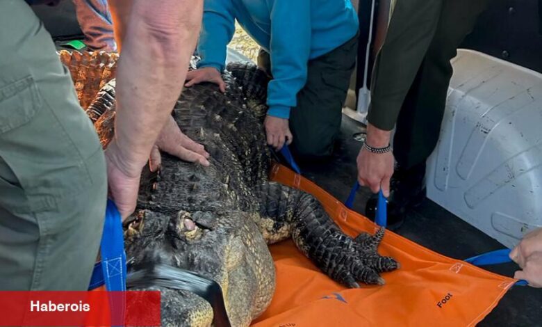 Yetkililer Buffalo Yakınlarındaki Evde Yasadışı Bir Şekilde Tutulan Timsahı Ele Geçirdi - Haberois Yetkililer Buffalo Yakınlarındaki Evde Yasadışı Bir Şekilde Tutulan Timsahı Ele Geçirdi