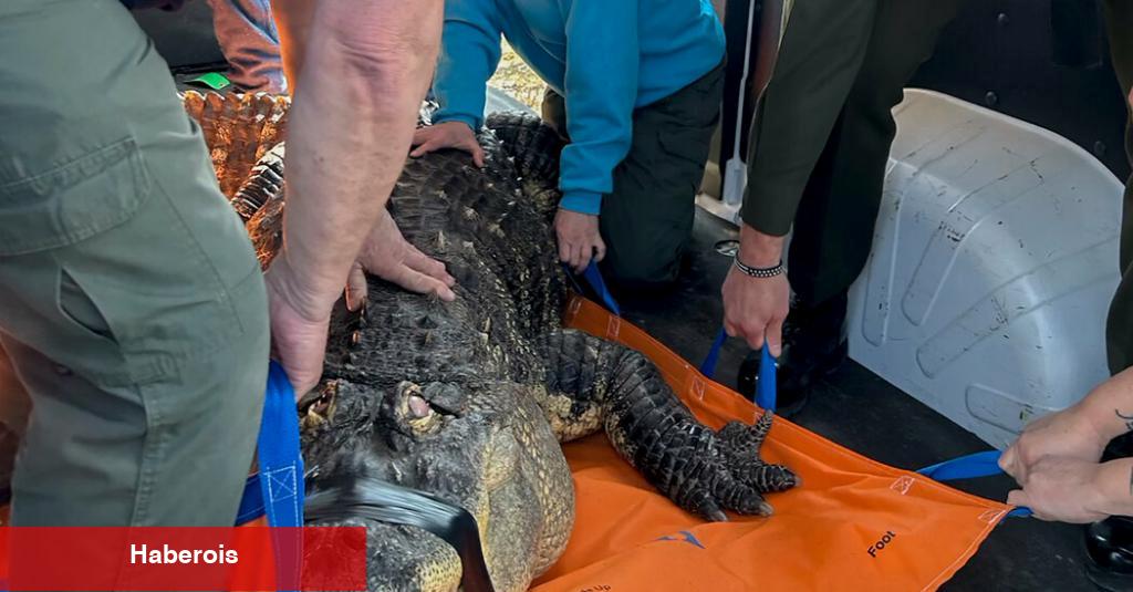 Yetkililer Buffalo Yakınlarındaki Evde Yasadışı Bir Şekilde Tutulan Timsahı Ele Geçirdi
