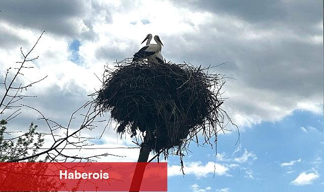 Büyükşehir, leyleklerin yuvasını yıkılmaktan kurtardı - Haberois Büyükşehir, leyleklerin yuvasını yıkılmaktan kurtardı