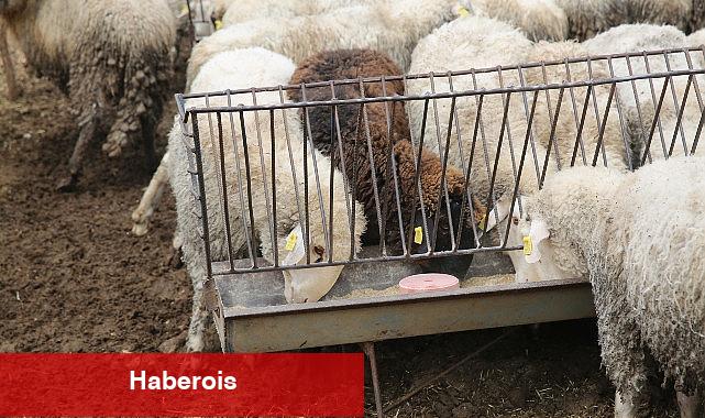 Hayvancılara Çoban Haritası desteği - Haberois Hayvancılara Çoban Haritası desteği