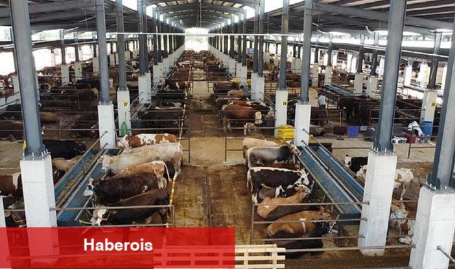 İnegöl Hayvan Pazarının Kotra İhale Tarihi Belli Oldu - Haberois İnegöl Hayvan Pazarının Kotra İhale Tarihi Belli Oldu