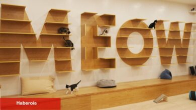 Kedi İnsanları için Kafe Şehir Merkezinde Açılıyor