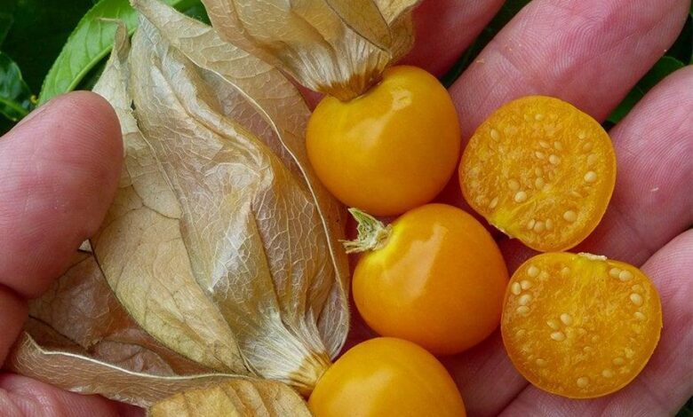 Kendisi küçük ancak tesiri büyük! - Haberois Kendisi küçük ancak tesiri büyük!