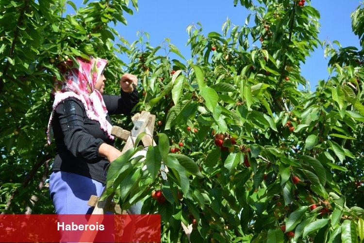 Kirazdaki ihracat hedefi 300 milyon dolara yükseldi