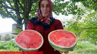 Kocaeli'nin karpuz tohumu üreticilere teslim ediliyor