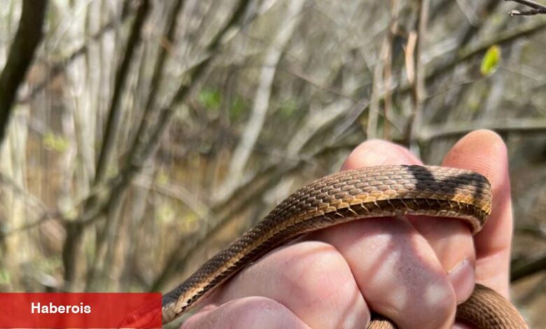 Kraliçe Yılanlar Geri Döndü ve New Jersey'deler - Haberois Kraliçe Yılanlar Geri Döndü ve New Jersey'deler