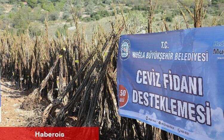 Muğla'da meyve fidanı dağıtımı devam ediyor - Haberois Muğla'da meyve fidanı dağıtımı devam ediyor