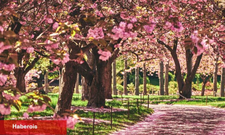 New York Şehri'nin Kiraz Çiçekleri Nasıl Bulunur? - Haberois New York Şehri'nin Kiraz Çiçekleri Nasıl Bulunur?