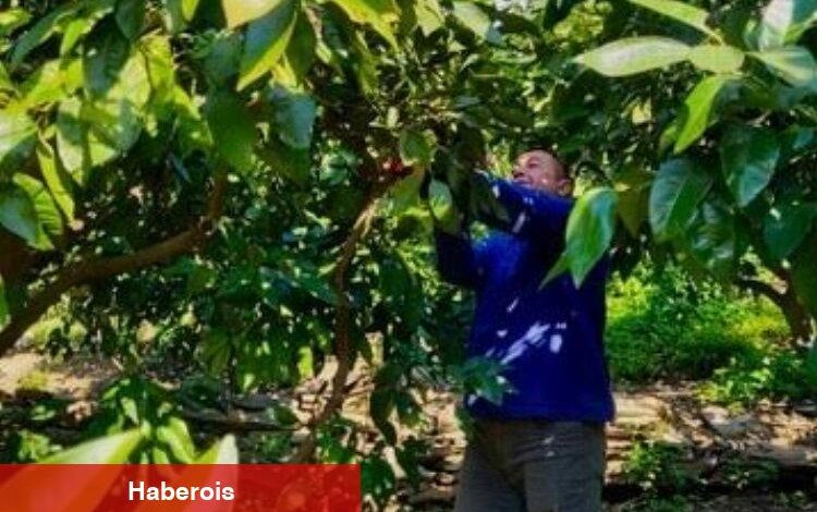 Öğrenciler atık mandalinaları ekonomiye kazandırıyor - Haberois Öğrenciler atık mandalinaları ekonomiye kazandırıyor
