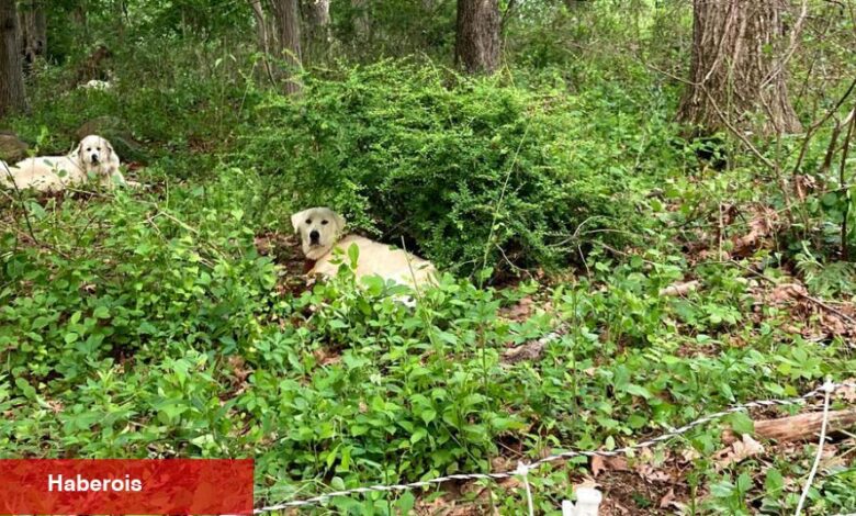 Ölümcül Bir Köpek Saldırısı Elit Westchester Çiftliğini Altüst Ediyor - Haberois Ölümcül Bir Köpek Saldırısı Elit Westchester Çiftliğini Altüst Ediyor