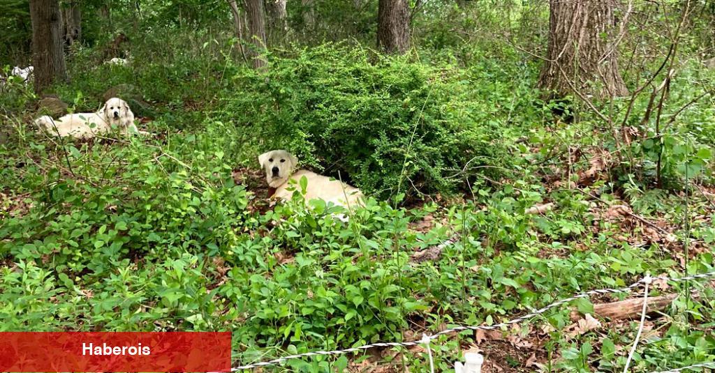 Ölümcül Bir Köpek Saldırısı Elit Westchester Çiftliğini Altüst Ediyor