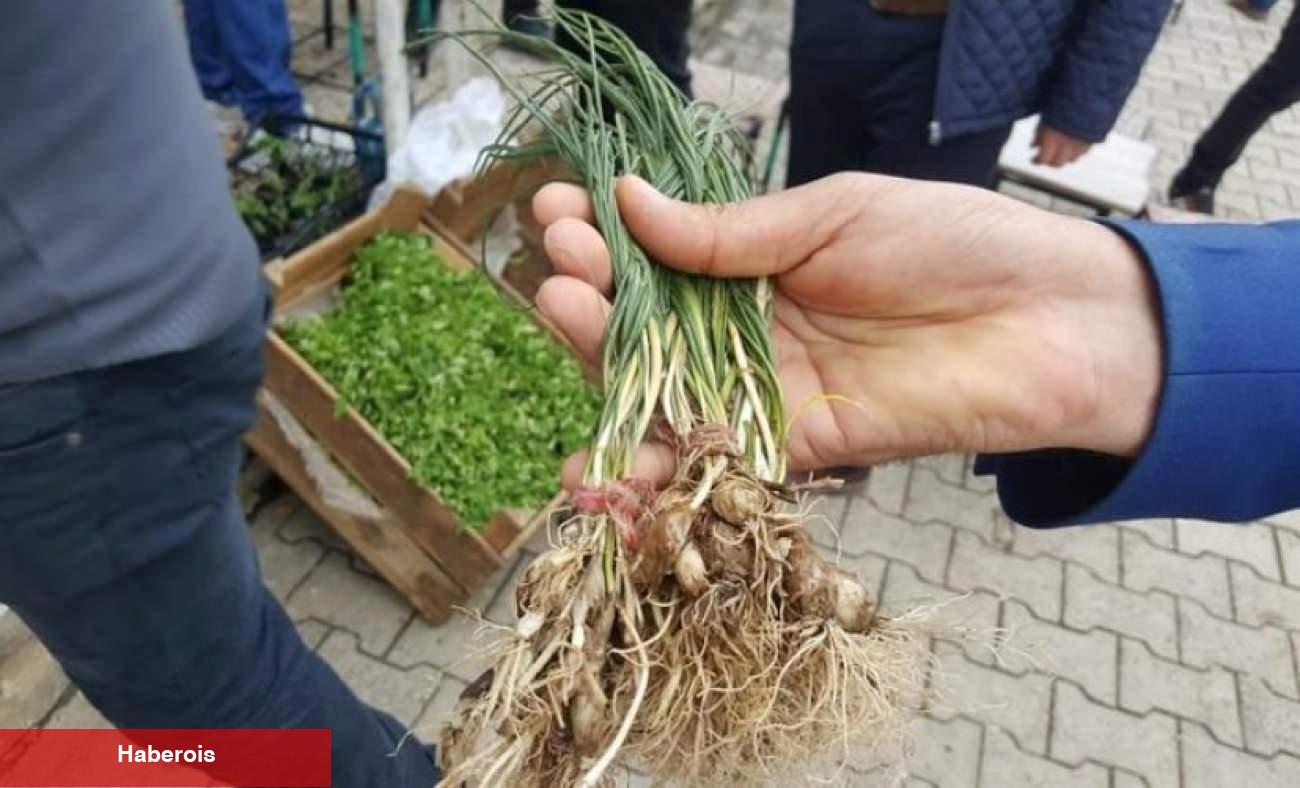 Zuzubak otu ne işe fayda ve nasıl kullanılır? Zuzubak otu yararları nelerdir?