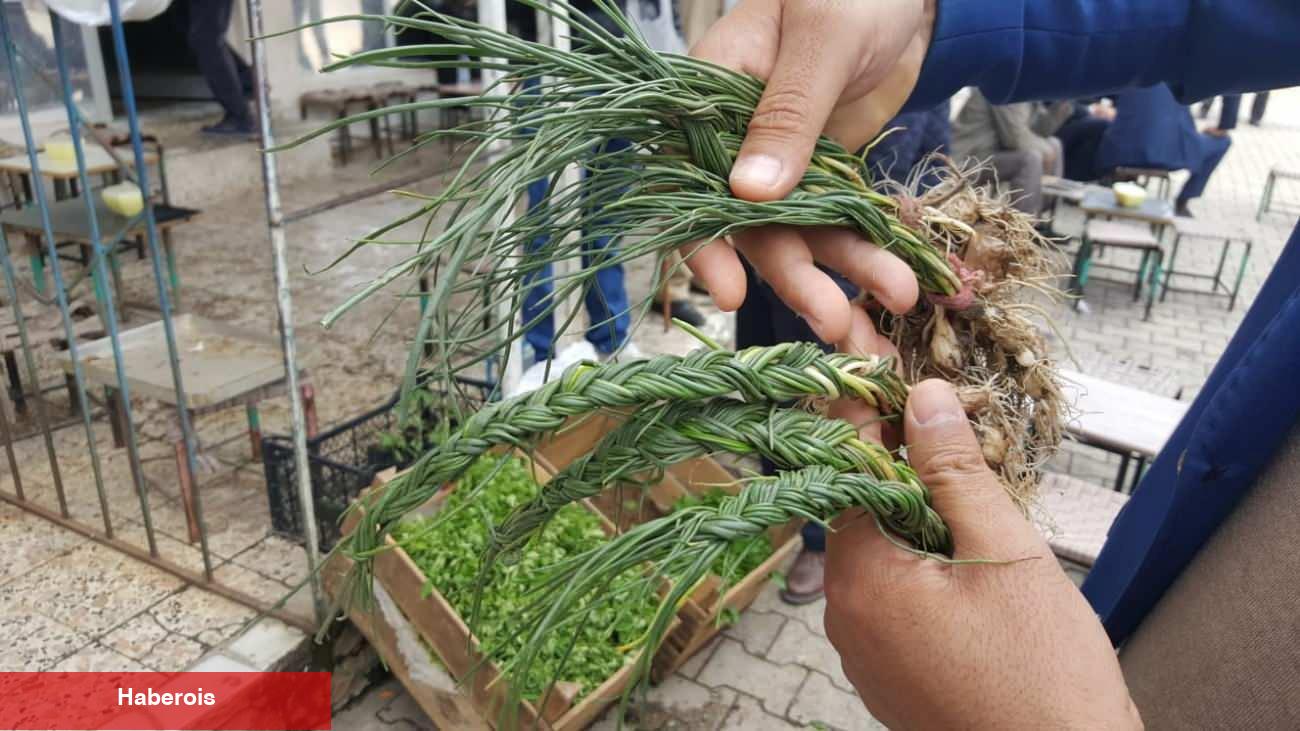Zuzubak otu ne işe fayda ve nasıl kullanılır? Zuzubak otu yararları nelerdir?