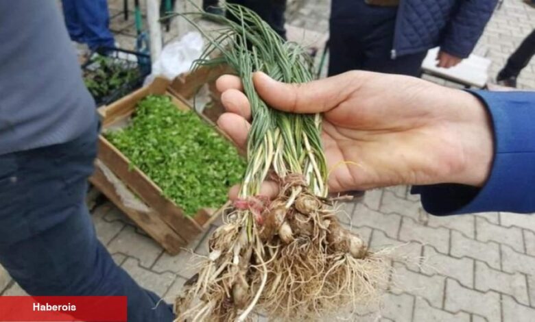 Zuzubak otu ne işe fayda ve nasıl kullanılır? Zuzubak otu yararları nelerdir? - Haberois Zuzubak otu ne işe fayda ve nasıl kullanılır? Zuzubak otu yararları nelerdir?