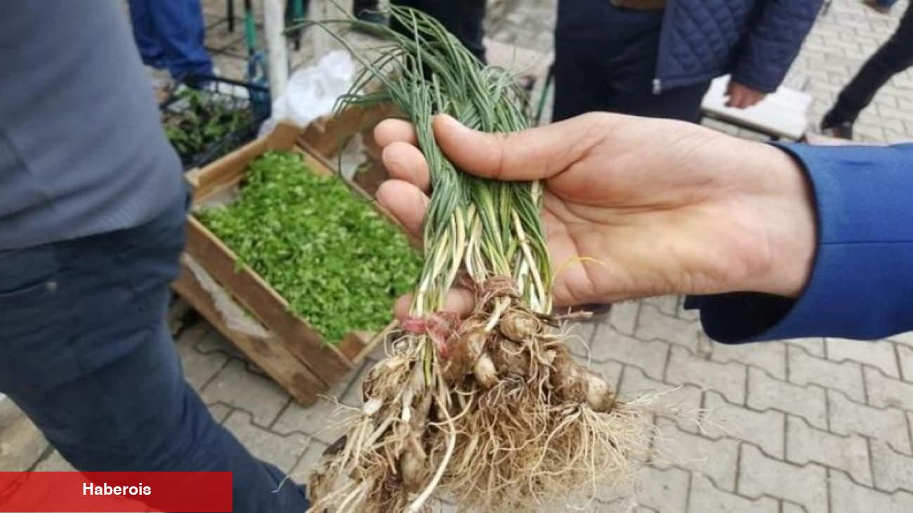 Zuzubak otu ne işe fayda ve nasıl kullanılır? Zuzubak otu yararları nelerdir?