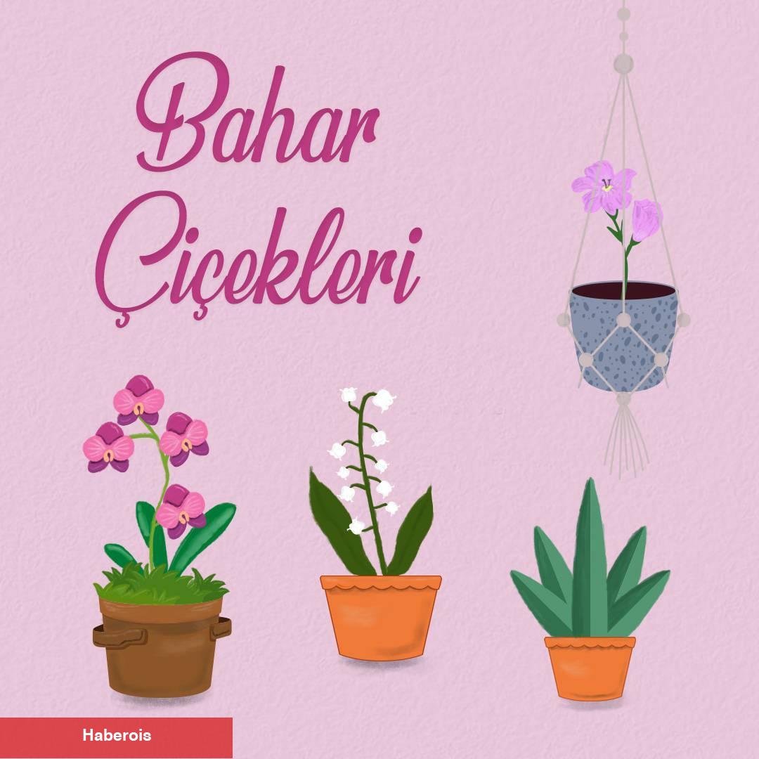 Baharın esintileriyle meskenlere yeni bir soluk getirin: Mayıs ayı çiçekleri nelerdir?