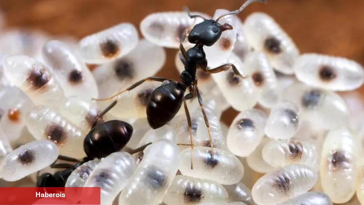 Doğal epilasyon bulunmuş! Karınca yumurtası yağı ne işe yarıyor?
