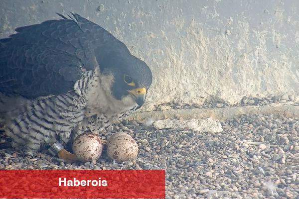 Falcon Cam: Kuş Severler için Reality TV - Haberois Falcon Cam: Kuş Severler için Reality TV