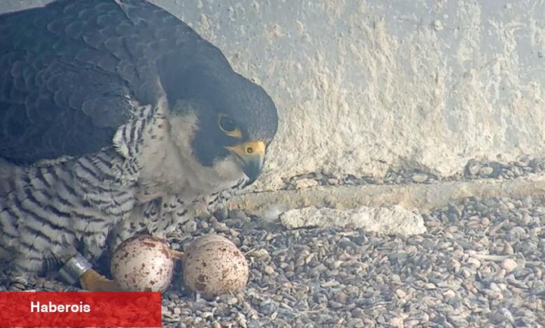 Falcon Cam: Kuş Severler için Reality TV - Haberois Falcon Cam: Kuş Severler için Reality TV