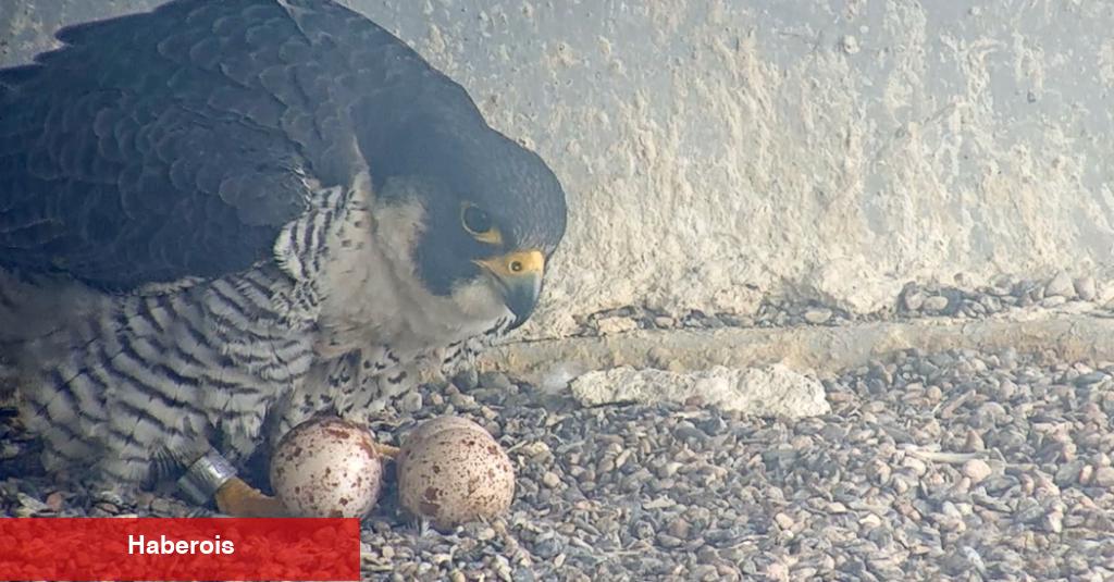 Falcon Cam: Kuş Severler için Reality TV