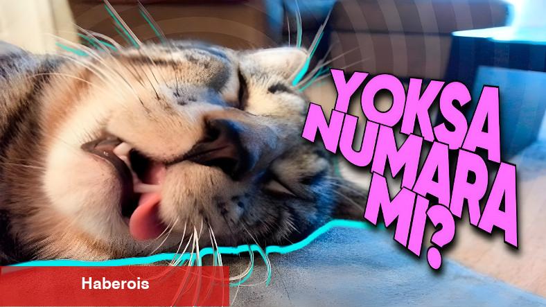 Kediler Neden Güya Çok Yoruluyormuşçasına DAİMA Uyuyor? (Biz Uyuduklarını Sanıyormuşuz!)