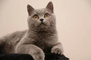 Konutta kedi beslemenin artıları ve riskleri
