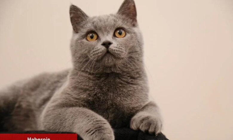 Konutta kedi beslemenin artıları ve riskleri - Haberois Konutta kedi beslemenin artıları ve riskleri