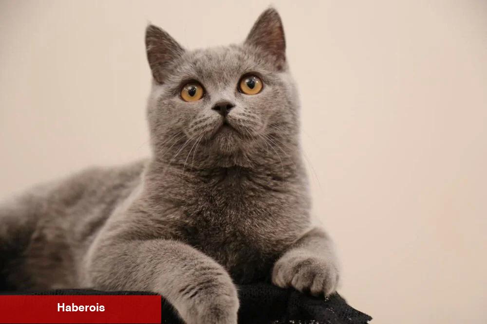 Konutta kedi beslemenin artıları ve riskleri