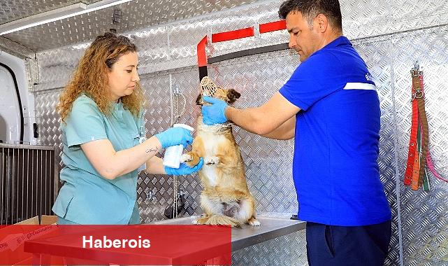 Muğla Büyükşehir Belediyesi'nin sahipsiz hayvanlara iç, dış parazit ve kuduz aşıları yapılması için hizmete aldığı Acil müdahale aracı ilçelerde hizmete başladı - Haberois Muğla Büyükşehir Belediyesi'nin sahipsiz hayvanlara iç, dış parazit ve kuduz aşıları yapılması için hizmete aldığı Acil müdahale aracı ilçelerde hizmete başladı