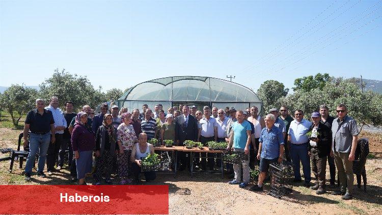 Muğla Milas'ta üreticilere fide desteği